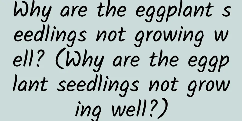 Why are the eggplant seedlings not growing well? (Why are the eggplant seedlings not growing well?)