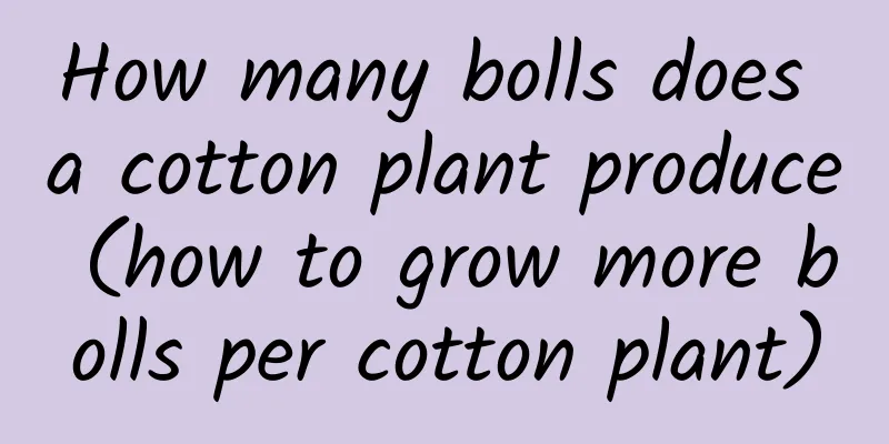How many bolls does a cotton plant produce (how to grow more bolls per cotton plant)