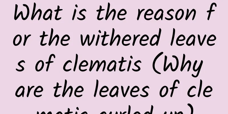 What is the reason for the withered leaves of clematis (Why are the leaves of clematis curled up)