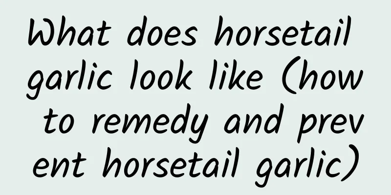 What does horsetail garlic look like (how to remedy and prevent horsetail garlic)