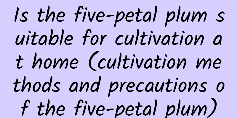 Is the five-petal plum suitable for cultivation at home (cultivation methods and precautions of the five-petal plum)