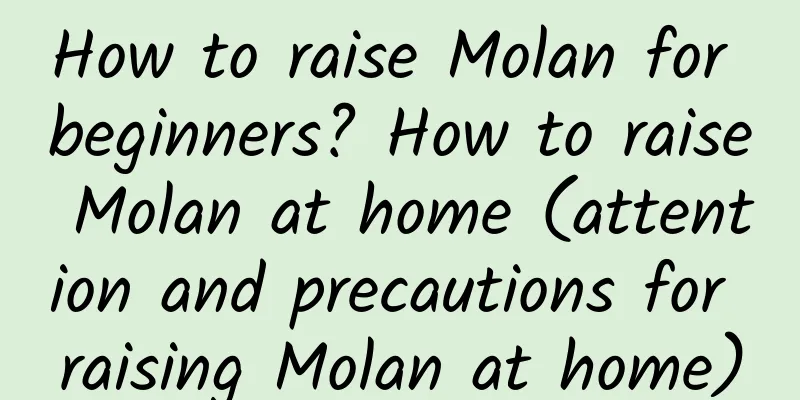 How to raise Molan for beginners? How to raise Molan at home (attention and precautions for raising Molan at home)