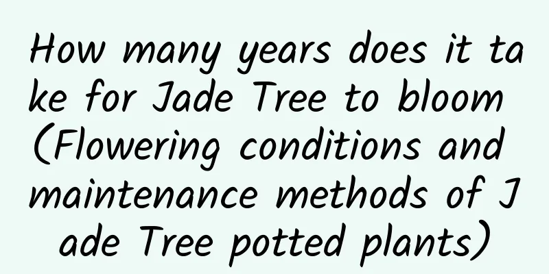 How many years does it take for Jade Tree to bloom (Flowering conditions and maintenance methods of Jade Tree potted plants)