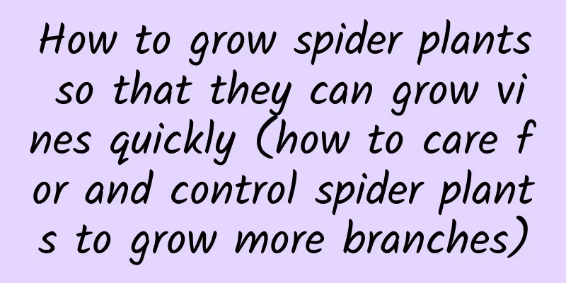 How to grow spider plants so that they can grow vines quickly (how to care for and control spider plants to grow more branches)