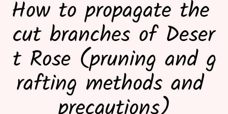How to propagate the cut branches of Desert Rose (pruning and grafting methods and precautions)