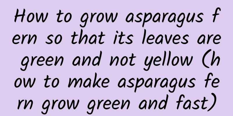 How to grow asparagus fern so that its leaves are green and not yellow (how to make asparagus fern grow green and fast)