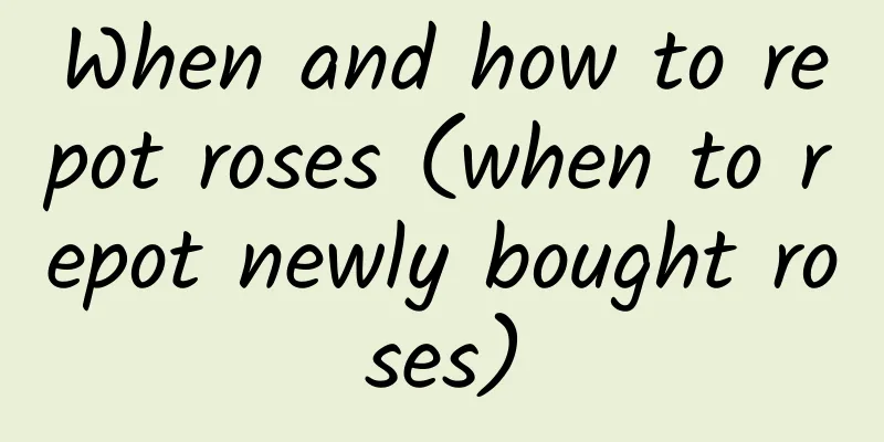 When and how to repot roses (when to repot newly bought roses)