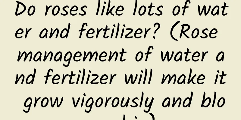 Do roses like lots of water and fertilizer? (Rose management of water and fertilizer will make it grow vigorously and bloom big)