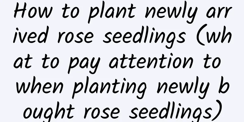 How to plant newly arrived rose seedlings (what to pay attention to when planting newly bought rose seedlings)