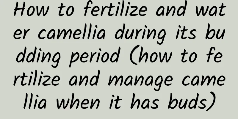 How to fertilize and water camellia during its budding period (how to fertilize and manage camellia when it has buds)