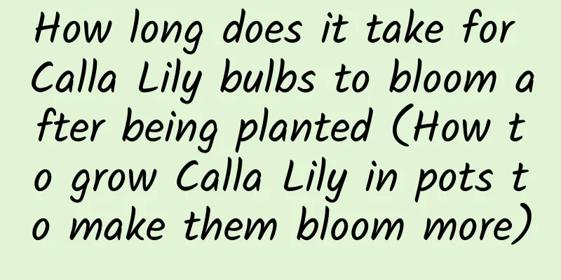 How long does it take for Calla Lily bulbs to bloom after being planted (How to grow Calla Lily in pots to make them bloom more)