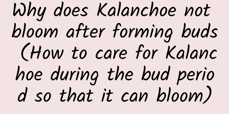Why does Kalanchoe not bloom after forming buds (How to care for Kalanchoe during the bud period so that it can bloom)