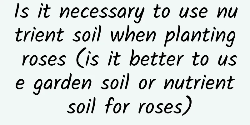 Is it necessary to use nutrient soil when planting roses (is it better to use garden soil or nutrient soil for roses)