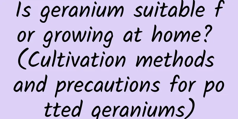 Is geranium suitable for growing at home? (Cultivation methods and precautions for potted geraniums)