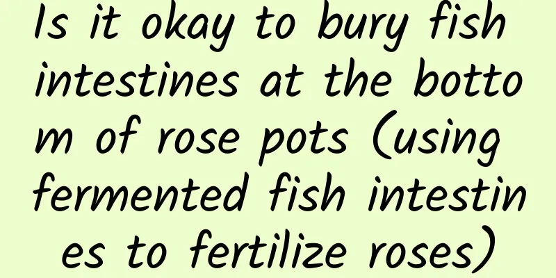 Is it okay to bury fish intestines at the bottom of rose pots (using fermented fish intestines to fertilize roses)