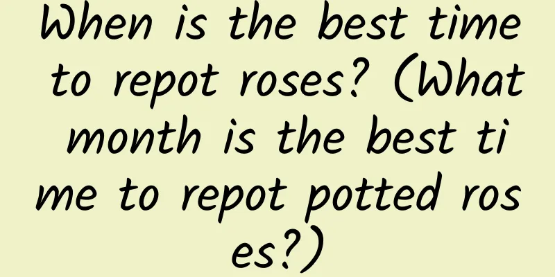When is the best time to repot roses? (What month is the best time to repot potted roses?)