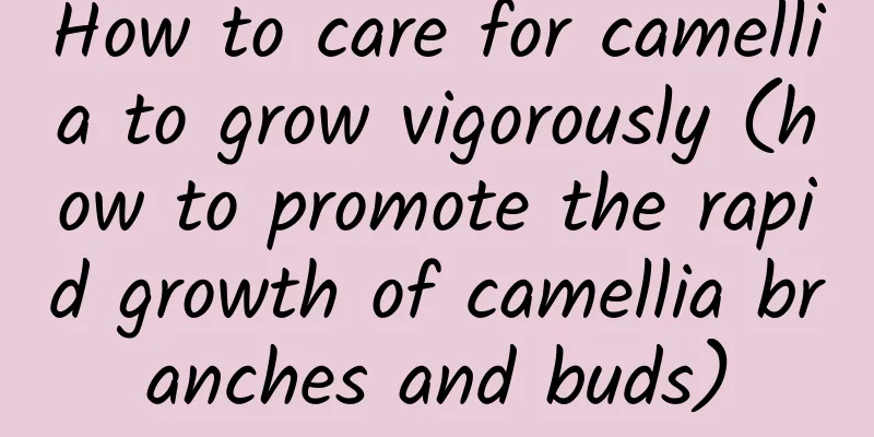 How to care for camellia to grow vigorously (how to promote the rapid growth of camellia branches and buds)