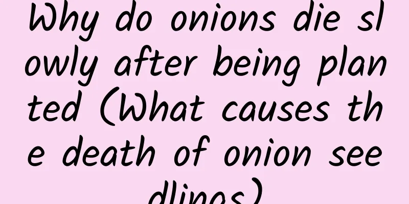 Why do onions die slowly after being planted (What causes the death of onion seedlings)