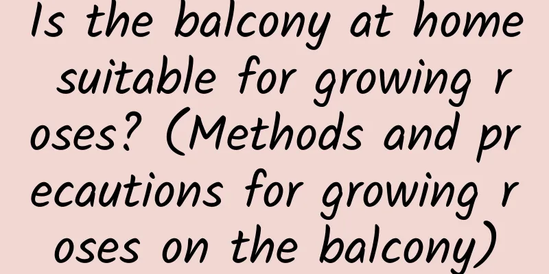 Is the balcony at home suitable for growing roses? (Methods and precautions for growing roses on the balcony)
