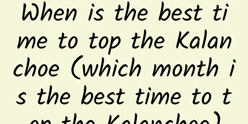 When is the best time to top the Kalanchoe (which month is the best time to top the Kalanchoe)