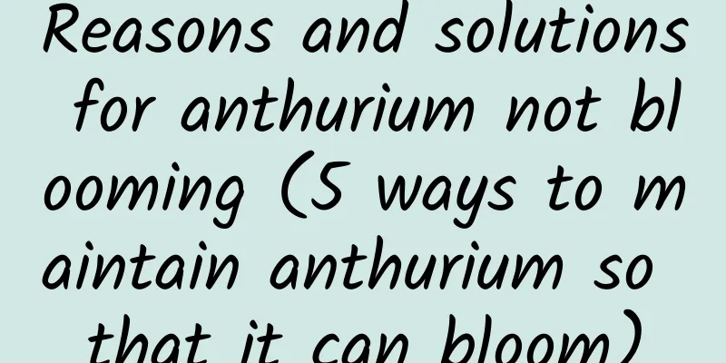 Reasons and solutions for anthurium not blooming (5 ways to maintain anthurium so that it can bloom)