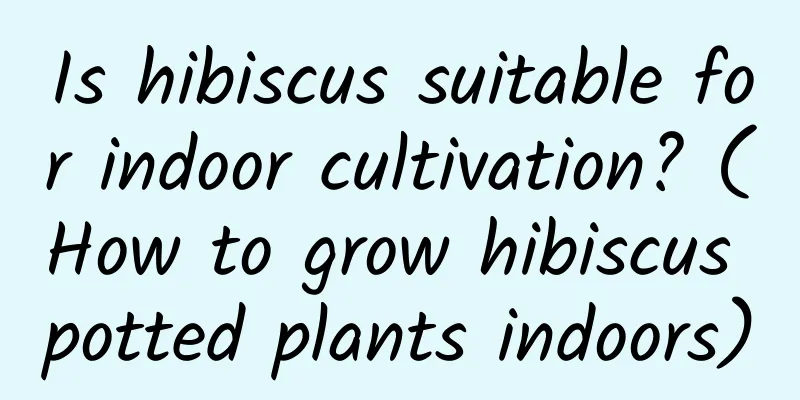 Is hibiscus suitable for indoor cultivation? (How to grow hibiscus potted plants indoors)
