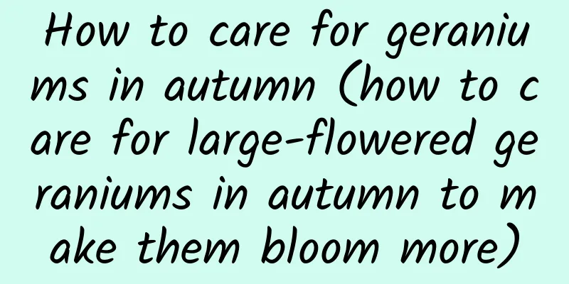 How to care for geraniums in autumn (how to care for large-flowered geraniums in autumn to make them bloom more)