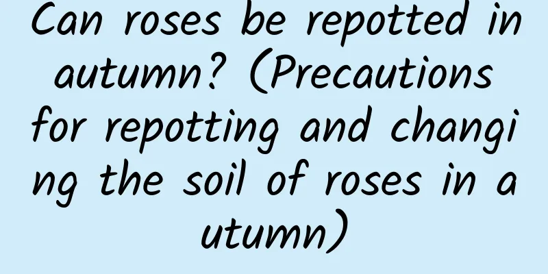 Can roses be repotted in autumn? (Precautions for repotting and changing the soil of roses in autumn)