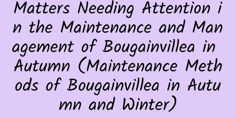 Matters Needing Attention in the Maintenance and Management of Bougainvillea in Autumn (Maintenance Methods of Bougainvillea in Autumn and Winter)