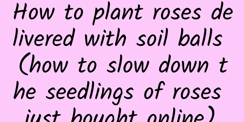 How to plant roses delivered with soil balls (how to slow down the seedlings of roses just bought online)