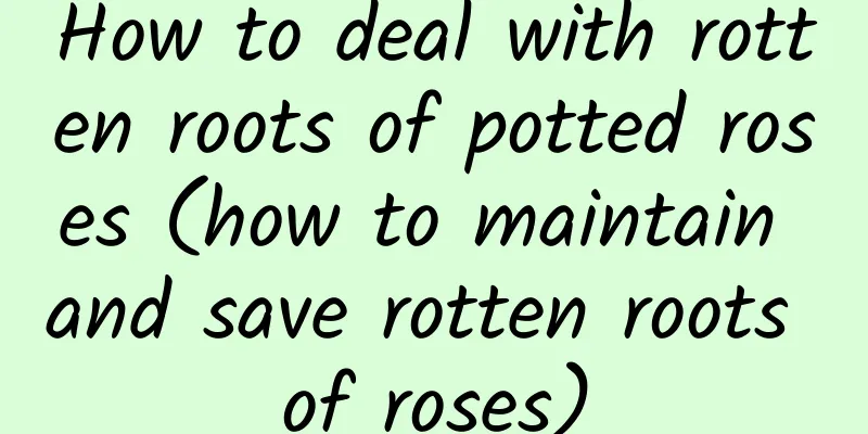 How to deal with rotten roots of potted roses (how to maintain and save rotten roots of roses)