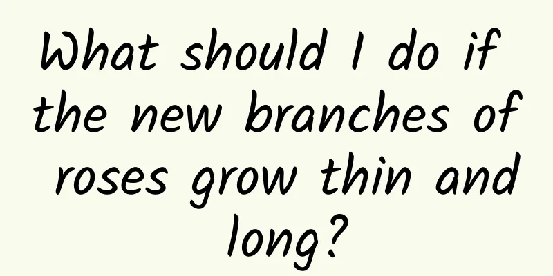 What should I do if the new branches of roses grow thin and long?