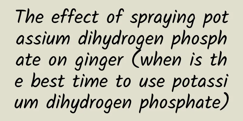 The effect of spraying potassium dihydrogen phosphate on ginger (when is the best time to use potassium dihydrogen phosphate)