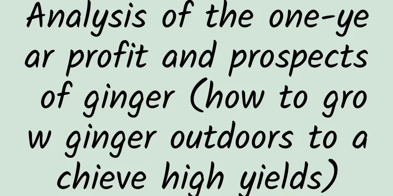 Analysis of the one-year profit and prospects of ginger (how to grow ginger outdoors to achieve high yields)