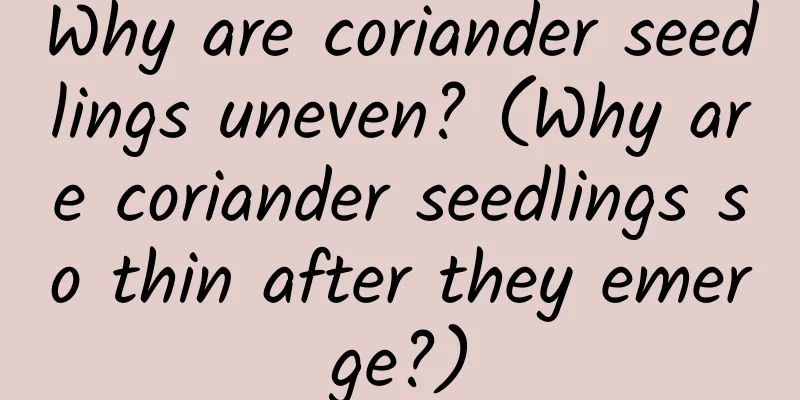 Why are coriander seedlings uneven? (Why are coriander seedlings so thin after they emerge?)