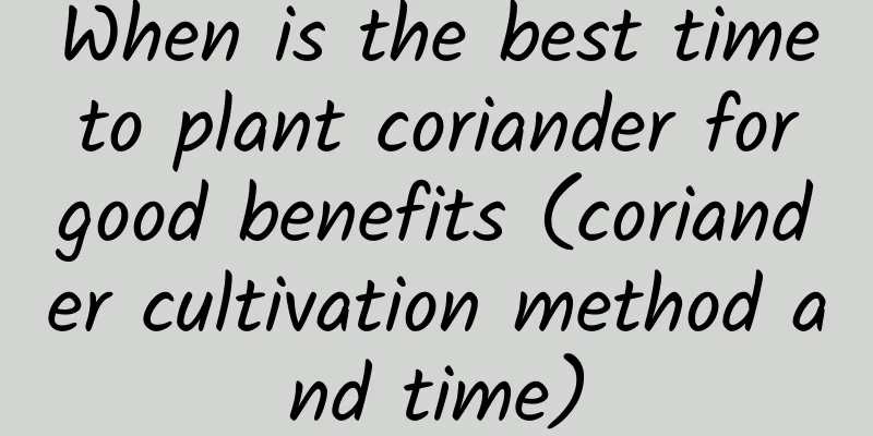 When is the best time to plant coriander for good benefits (coriander cultivation method and time)
