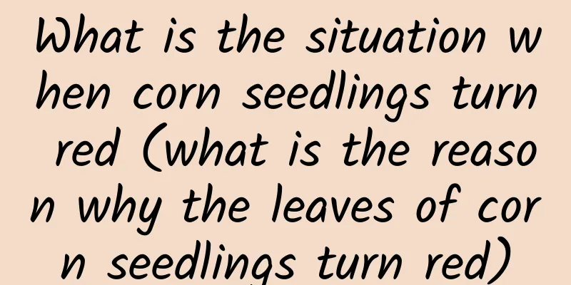 What is the situation when corn seedlings turn red (what is the reason why the leaves of corn seedlings turn red)