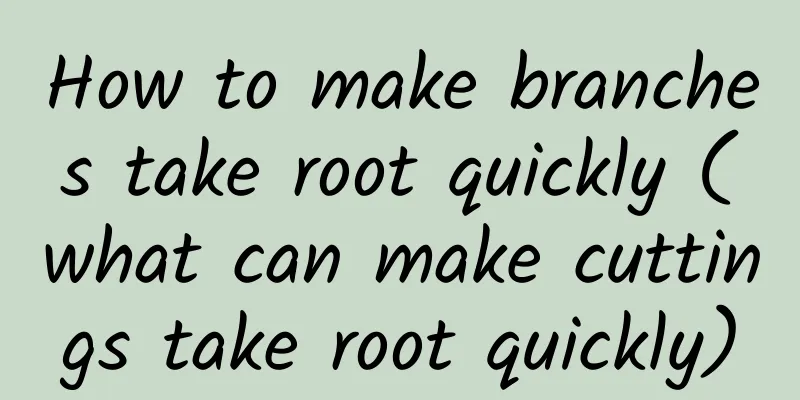 How to make branches take root quickly (what can make cuttings take root quickly)