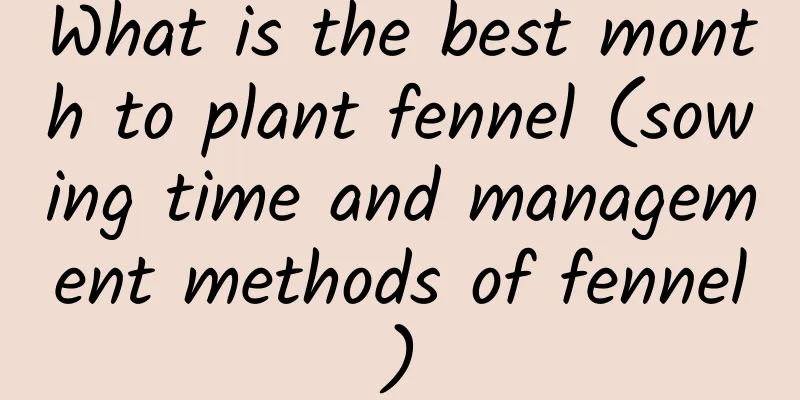 What is the best month to plant fennel (sowing time and management methods of fennel)