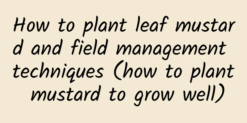 How to plant leaf mustard and field management techniques (how to plant mustard to grow well)