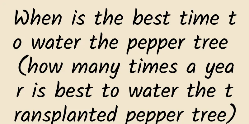 When is the best time to water the pepper tree (how many times a year is best to water the transplanted pepper tree)