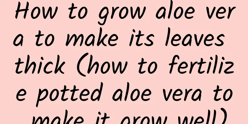How to grow aloe vera to make its leaves thick (how to fertilize potted aloe vera to make it grow well)