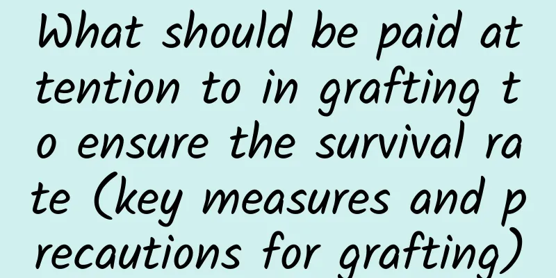 What should be paid attention to in grafting to ensure the survival rate (key measures and precautions for grafting)