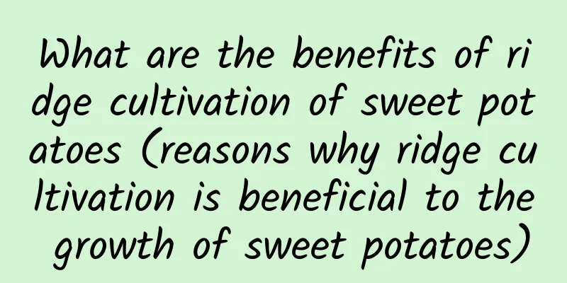 What are the benefits of ridge cultivation of sweet potatoes (reasons why ridge cultivation is beneficial to the growth of sweet potatoes)