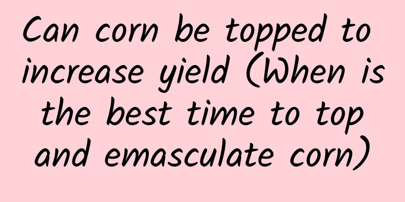 Can corn be topped to increase yield (When is the best time to top and emasculate corn)