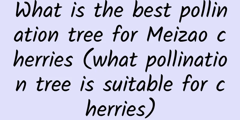 What is the best pollination tree for Meizao cherries (what pollination tree is suitable for cherries)