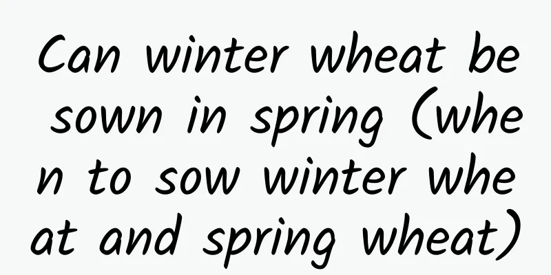Can winter wheat be sown in spring (when to sow winter wheat and spring wheat)