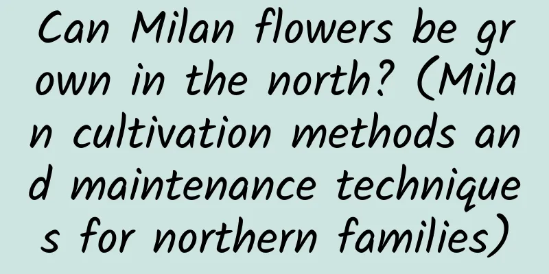 Can Milan flowers be grown in the north? (Milan cultivation methods and maintenance techniques for northern families)
