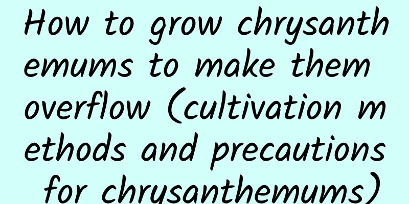 How to grow chrysanthemums to make them overflow (cultivation methods and precautions for chrysanthemums)