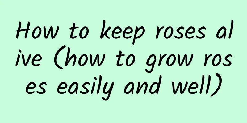 How to keep roses alive (how to grow roses easily and well)